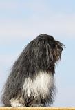 PETIT CHIEN LION 153